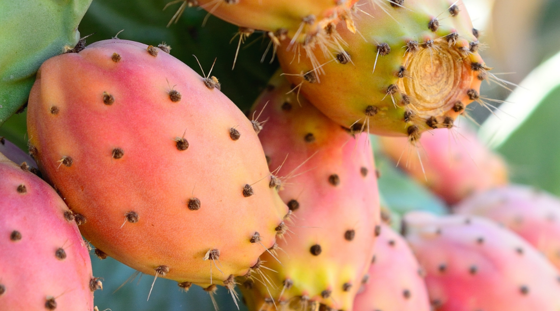 Skincare Benefits of Prickly Pear Seed Oil