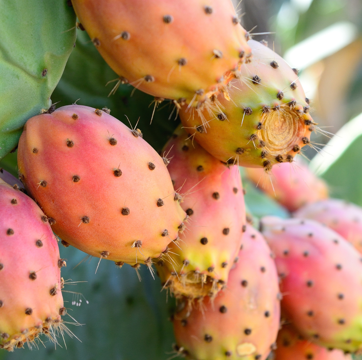 Close-up of prickly pear cactus fruits on a green background