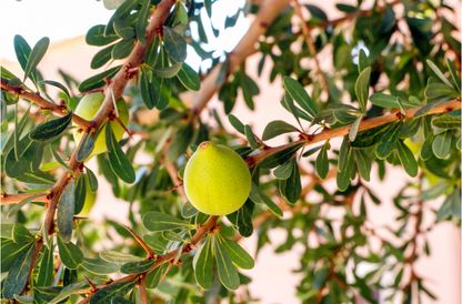 A close-up of a green, round fruit hanging from a thorny brown branch with dense green leaves against a soft, out-of-focus light background.