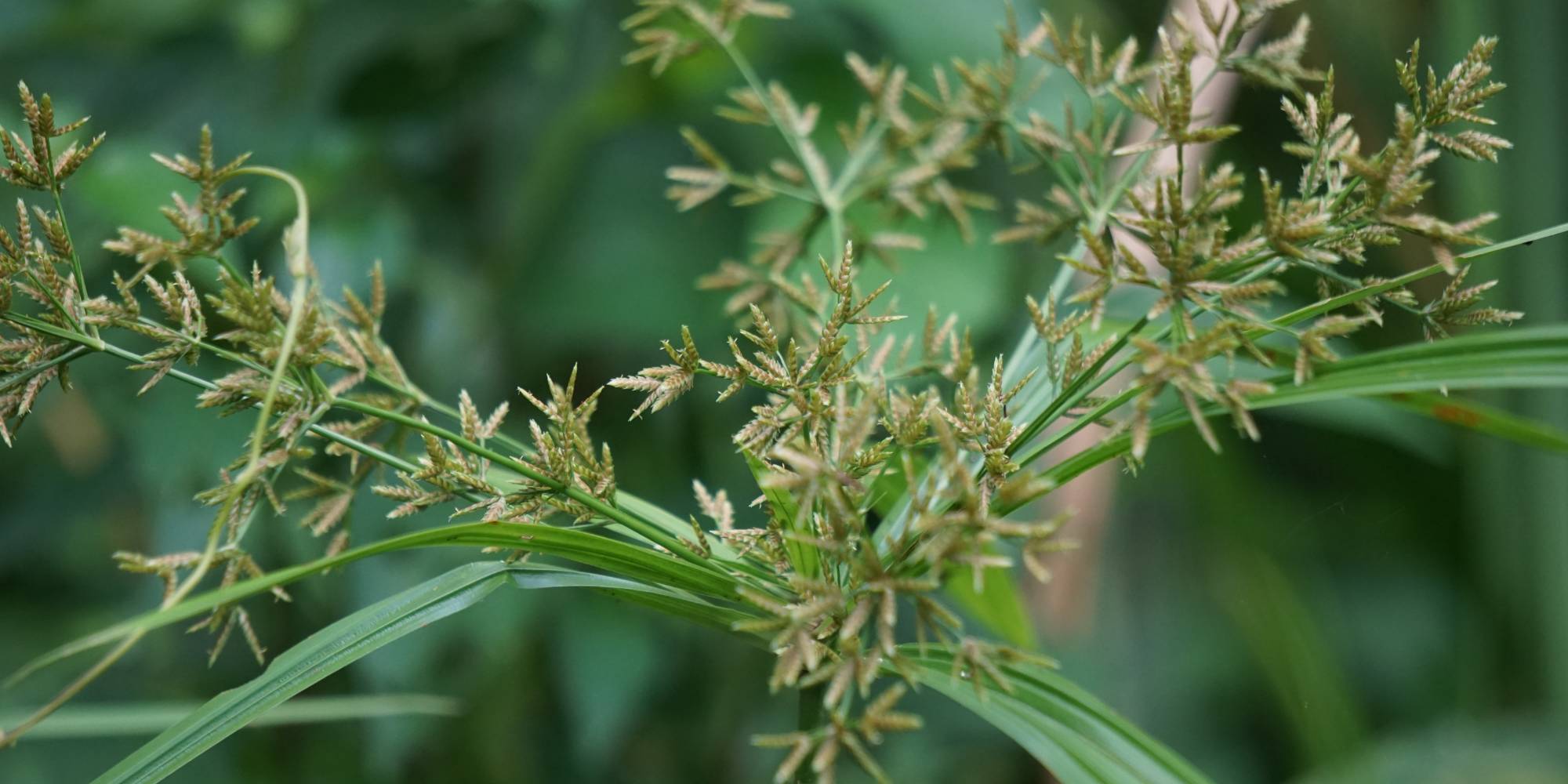 Close-up of green plant stems with small tan-brown seed heads against a blurred green natural background.