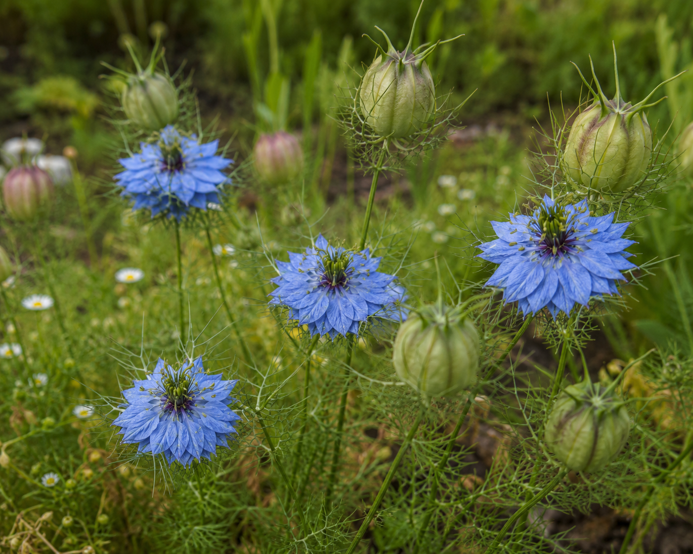 Blue locoweat flowers with spiky green seed pods growing in a grassy field.