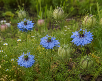 Blue locoweat flowers with spiky green seed pods growing in a grassy field.