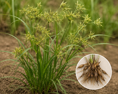A close-up of a green grass-like plant with small yellow-green flower clusters, shown growing in soil, with a circular inset showing the root system.