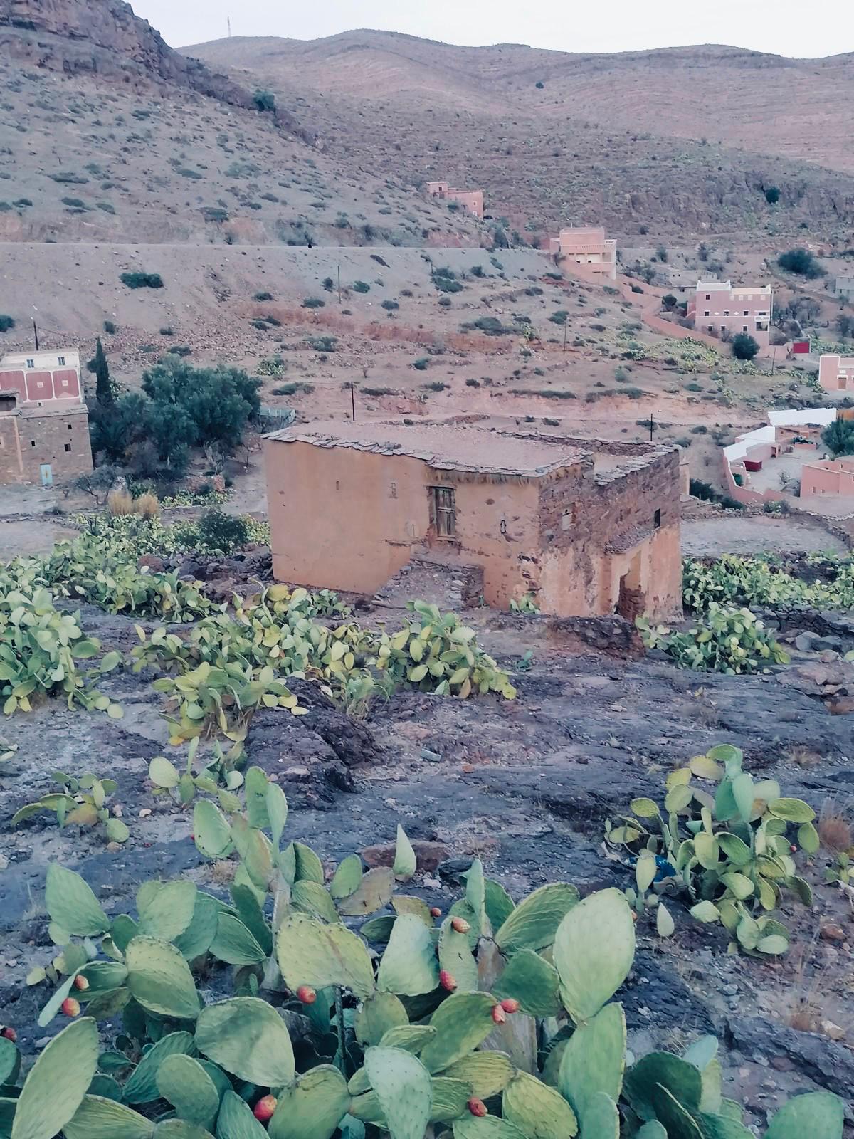 Desert landscape with ruins and cacti
